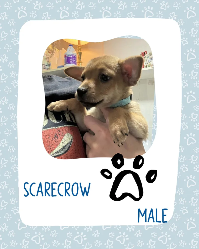 A baby small-sized male Chihuahua dog named Scarecrow for adoption in Eugene, OR