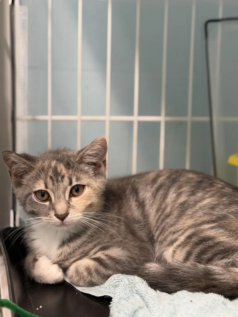 A baby medium-sized female Domestic Short Hair cat named Mona for adoption in Warren, OH
