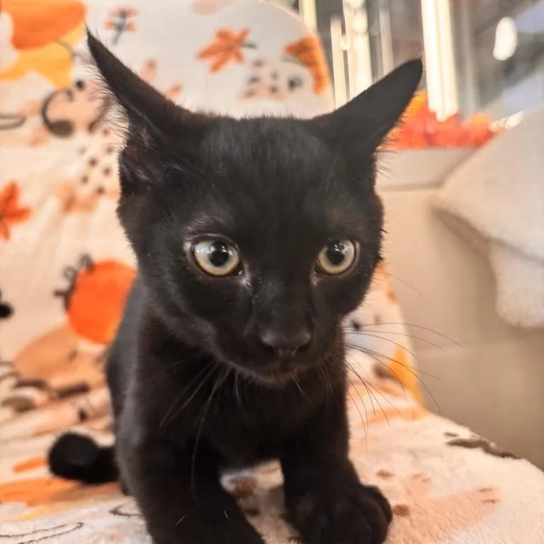 A baby small-sized male Black Domestic Short Hair cat named Jam for adoption in Phoenix, AZ