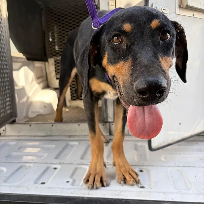 An adult medium-sized male Black Shepherd dog named Big Duck for adoption in Edinburg, TX