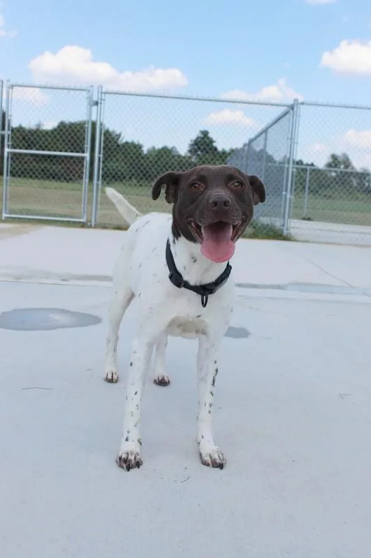An adult medium-sized female White / Cream Mixed Breed dog named Georgia for adoption in Jackson, TN