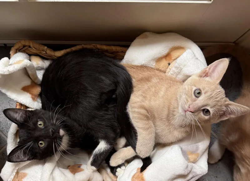 A baby medium-sized female Tabby cat named Ginger Tea for adoption in Vallejo, CA