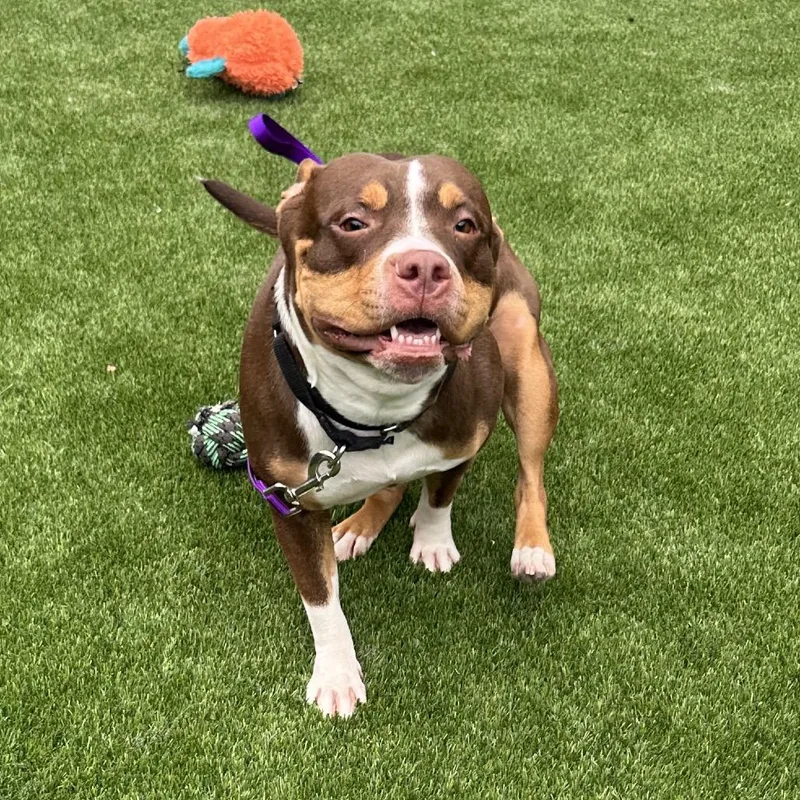 Nyla