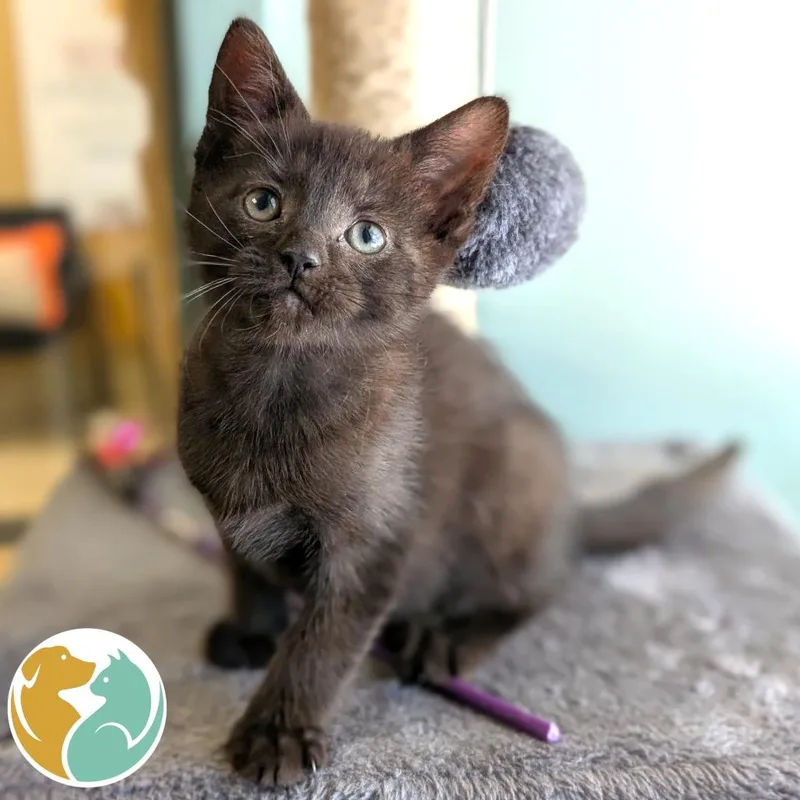 A baby small-sized male Black Domestic Short Hair cat named Quill for adoption in Toledo, OH