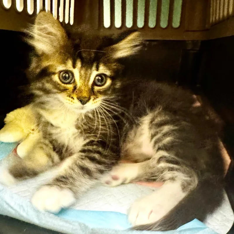 A baby small-sized male Brown / Chocolate Domestic Medium Hair cat named Hobbit for adoption in Keizer, OR