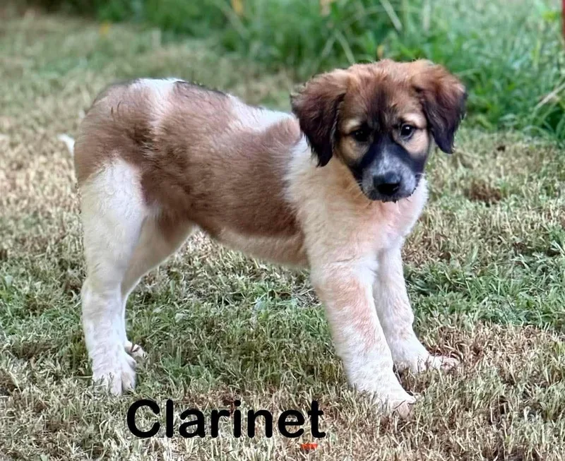 Clarinet