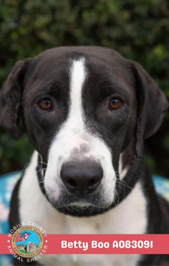 A young medium-sized female Labrador Retriever dog named Betty Boo for adoption in Mobile, AL