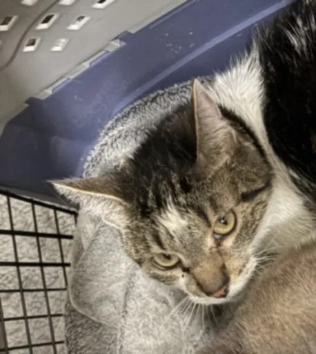 An adult large-sized female Domestic Short Hair cat named Stephanie for adoption in Los Angeles, CA