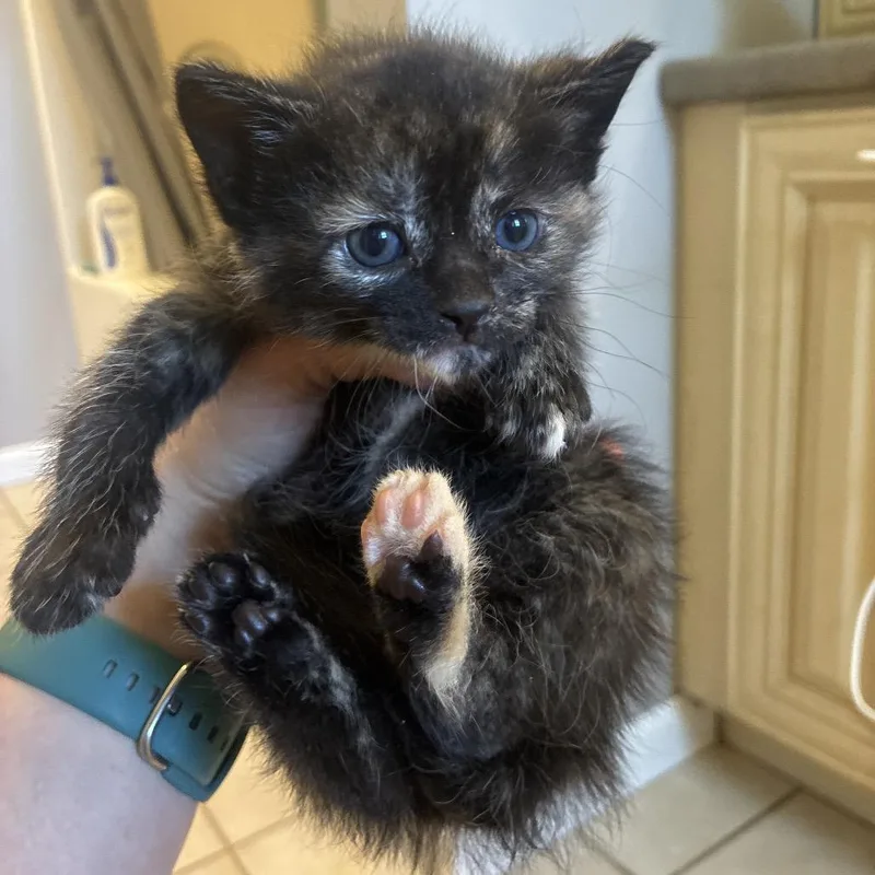A baby small-sized female Domestic Short Hair cat named Angel Trumpet for adoption in Portage, MI