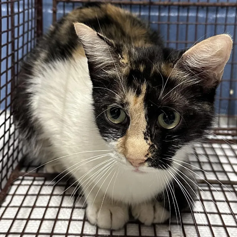 An adult medium-sized female White Domestic Short Hair cat named Annie for adoption in Austin, TX
