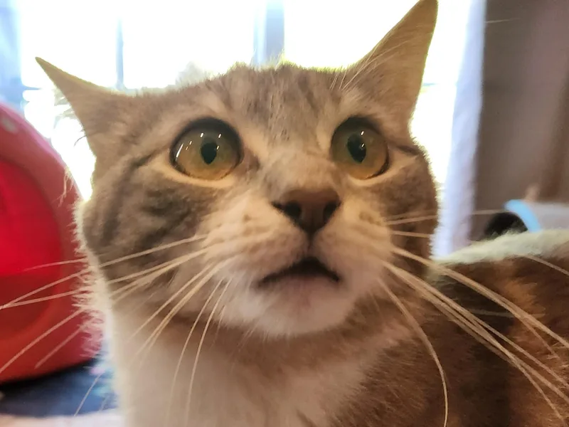 A young medium-sized female Dilute Calico Domestic Short Hair cat named Nora for adoption in Warminster, PA