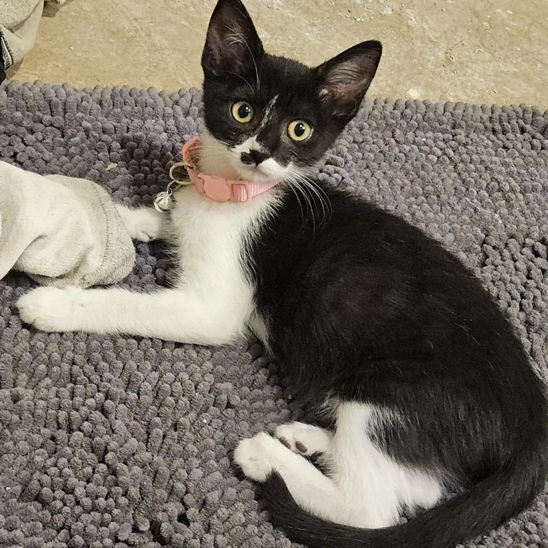 A baby small-sized female Black Domestic Short Hair cat named Zesty for adoption in Pleasanton, CA