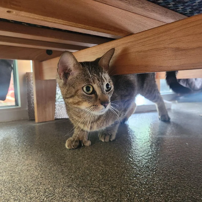 Tsuki