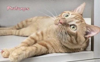 An adult medium-sized male Domestic Short Hair cat named Phalanges for adoption in Mason, MI