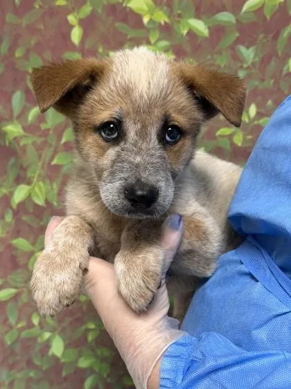 A young small-sized male Cattle Dog dog named Sycamore for adoption in San Antonio, TX