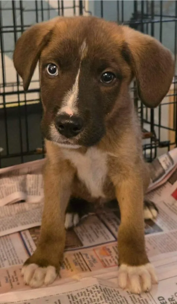 A baby medium-sized male Labrador Retriever dog named Khepri for adoption in El Dorado, AR