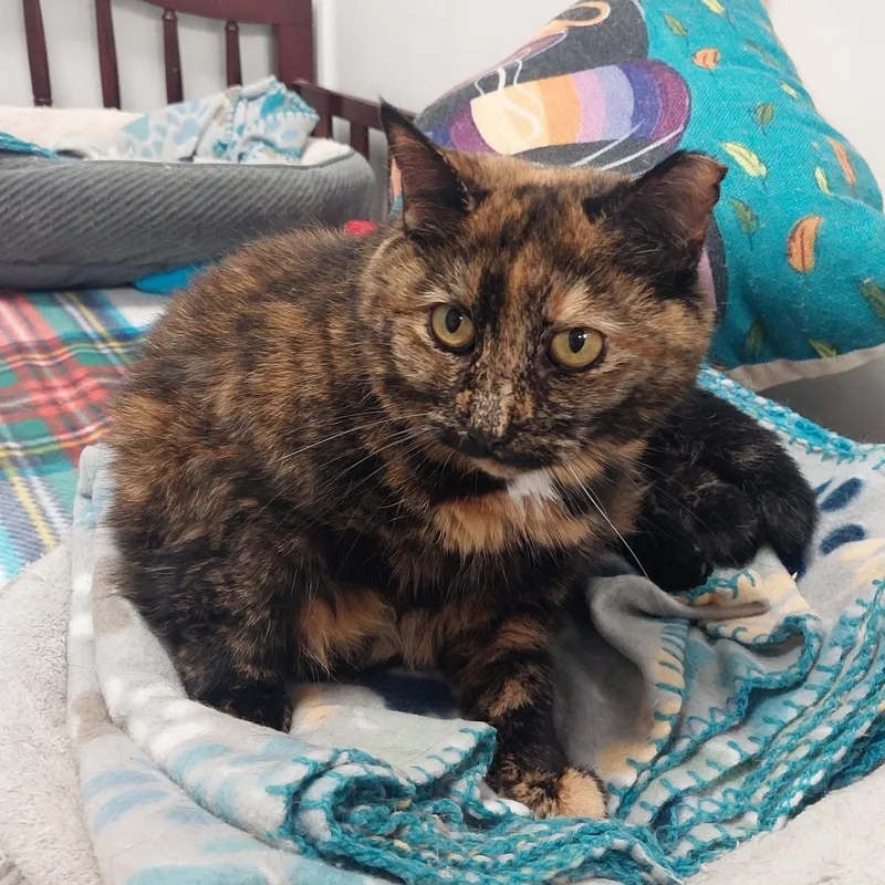 Mama Diana thumbnail 2