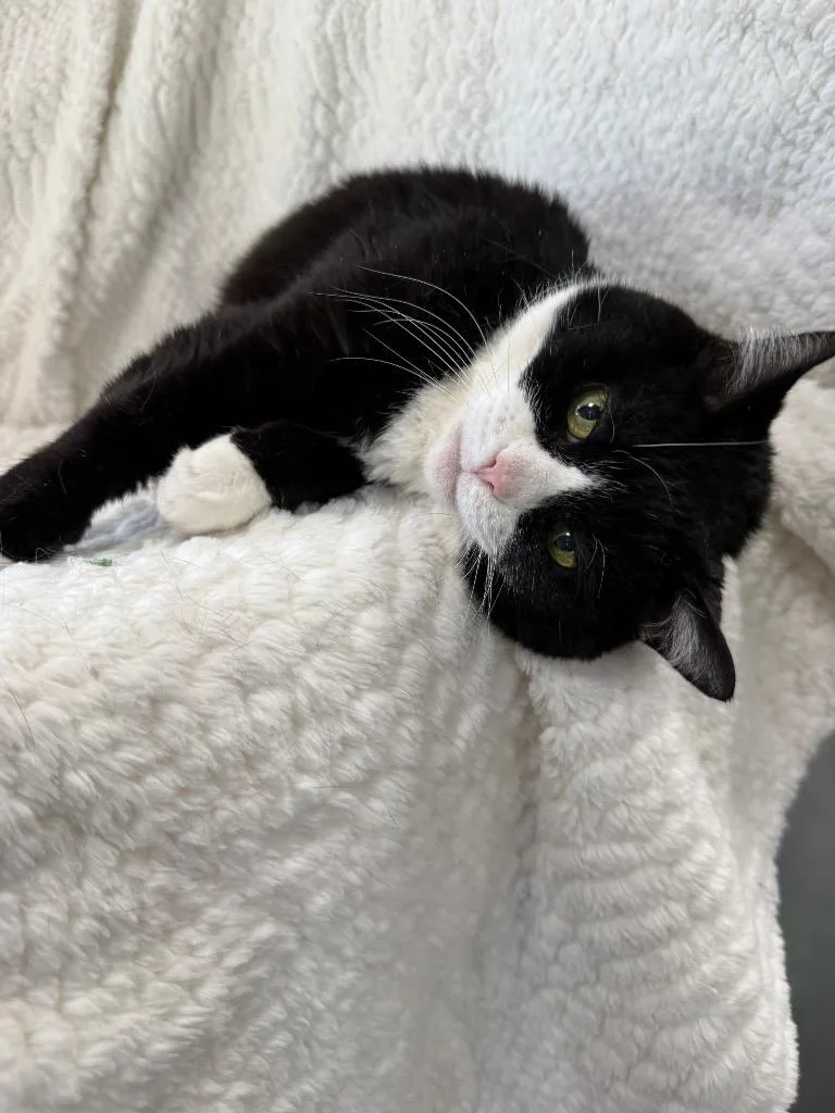 A senior small-sized female Domestic Short Hair cat named Meesha for adoption in New Manchester, WV