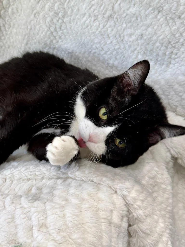 Meesha thumbnail 2