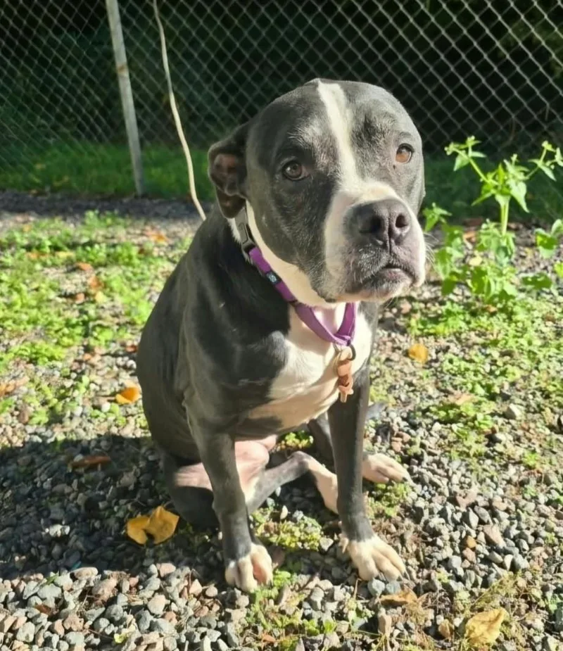 An adult large-sized female Pit Bull Terrier dog named Poppy for adoption in Mountain City, TN