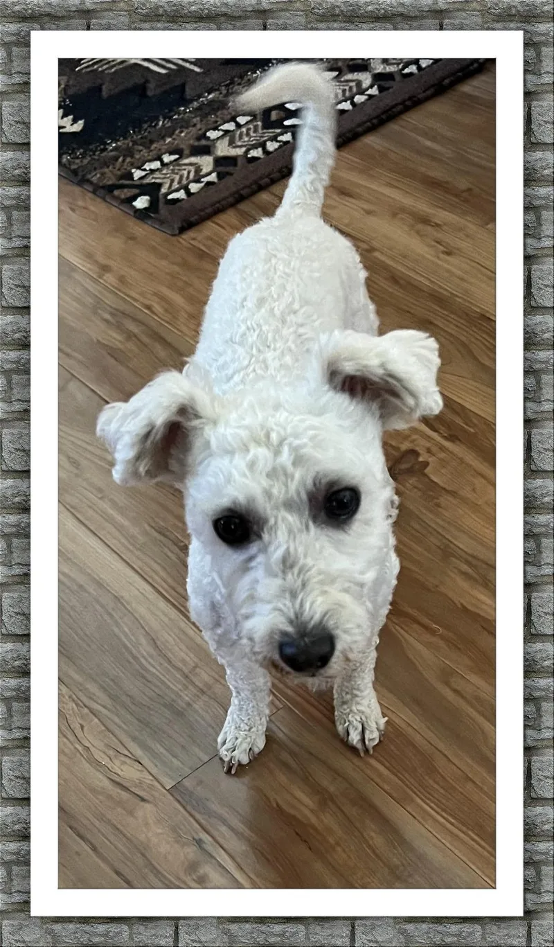 A young small-sized male Bichon Frise dog named Dutch Az for adoption in Tulsa, OK