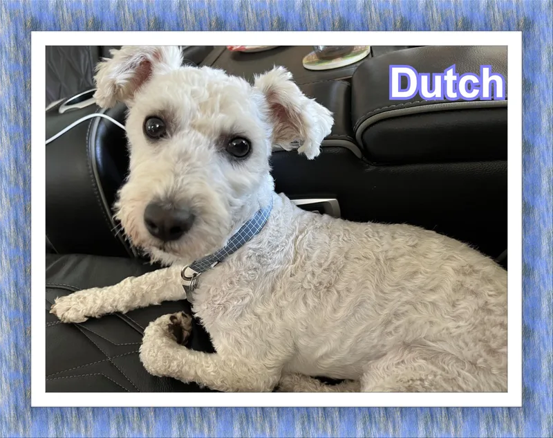 Dutch  Az thumbnail 3