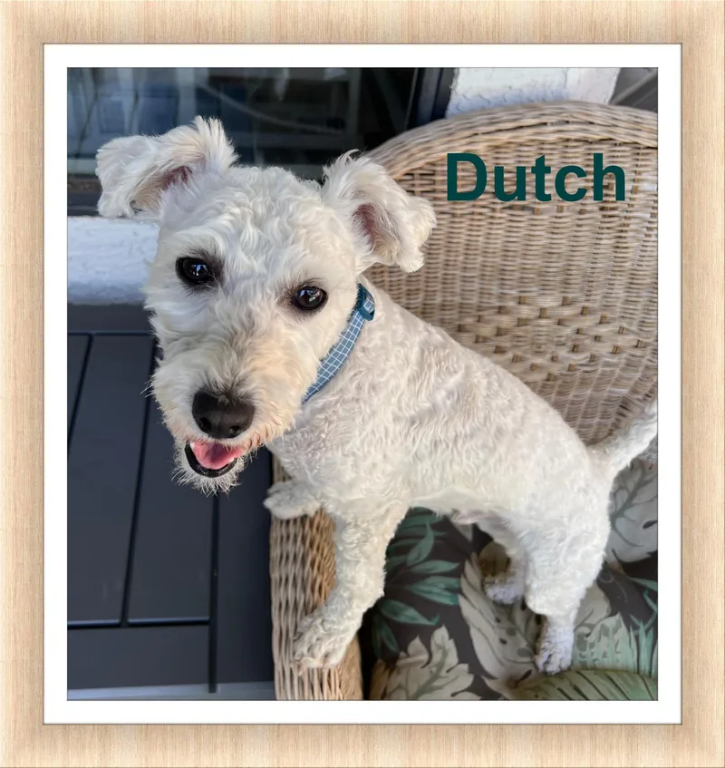 Dutch  Az thumbnail 4