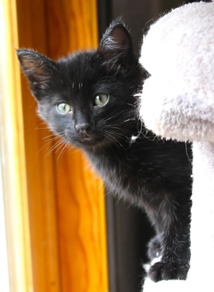 A baby medium-sized male Domestic Short Hair cat named Moxy for adoption in Minneapolis, MN