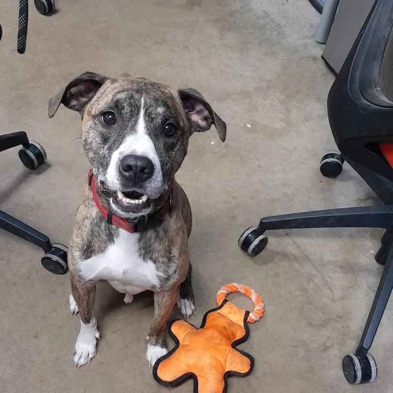 An adult medium-sized male Brindle Pit Bull Terrier dog named Radar for adoption in Jasper, IN