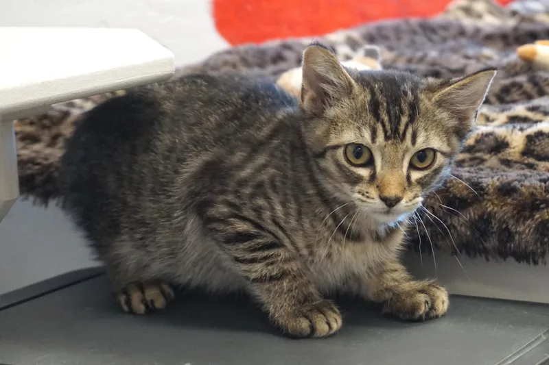 A baby small-sized male Domestic Short Hair cat named Ocotillo for adoption in Fountain Hills, AZ