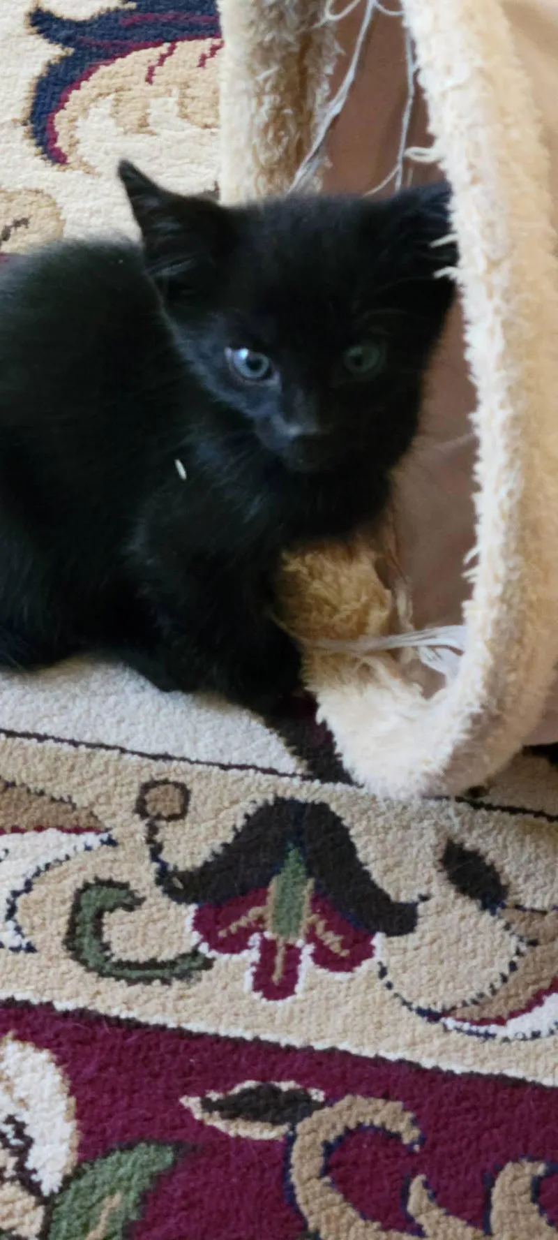 A baby medium-sized male American Shorthair cat named Panther for adoption in Roanoke, AL