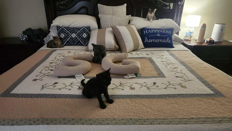 Panther thumbnail 2
