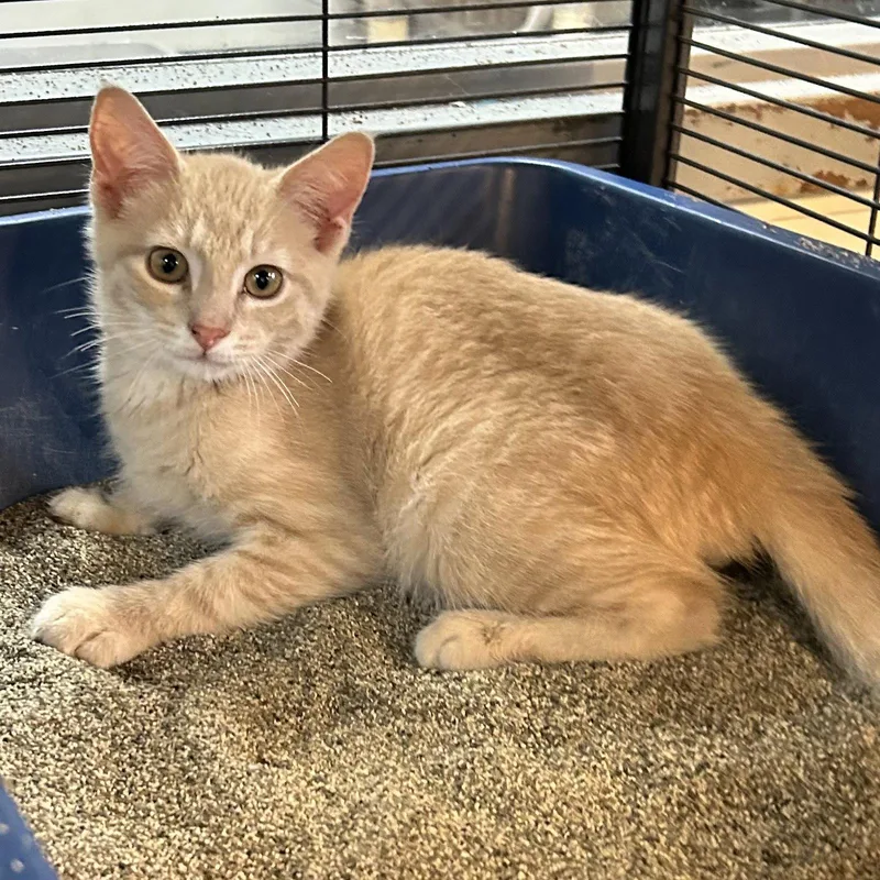 A baby medium-sized male Orange / Red Domestic Short Hair cat named Big Bird for adoption in Norwood, OH