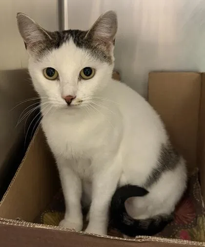 An adult medium-sized female Domestic Short Hair cat named Wink for adoption in West Chester, PA