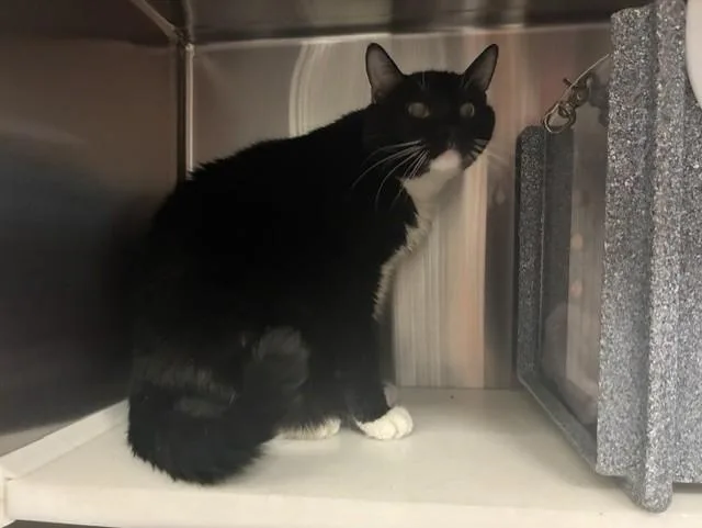 An adult medium-sized male Domestic Short Hair cat named Stinky for adoption in Colorado Springs, CO