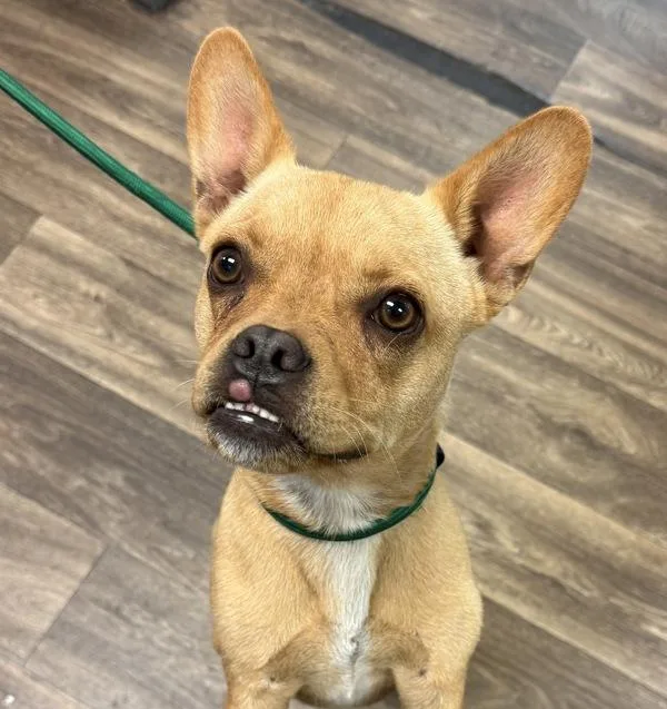 A young medium-sized male Puggle dog named Leo for adoption in San Diego, CA