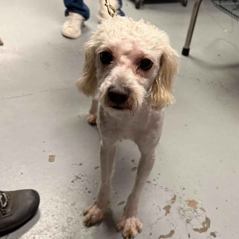 A young medium-sized male Poodle dog named Nba for adoption in Ewing, NJ
