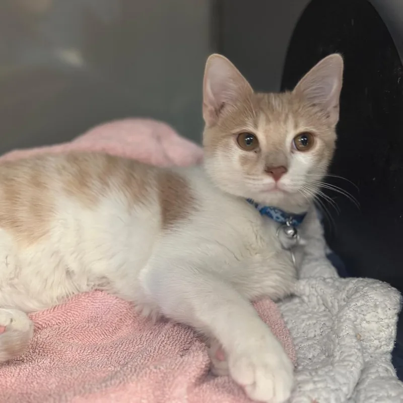 A baby small-sized male Buff / Tan / Fawn Domestic Short Hair cat named PR Higgs for adoption in Port Washington, NY