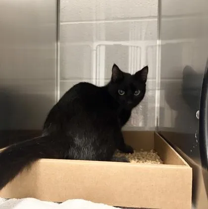 An adult medium-sized female Domestic Short Hair cat named Shadow for adoption in Gastonia, NC