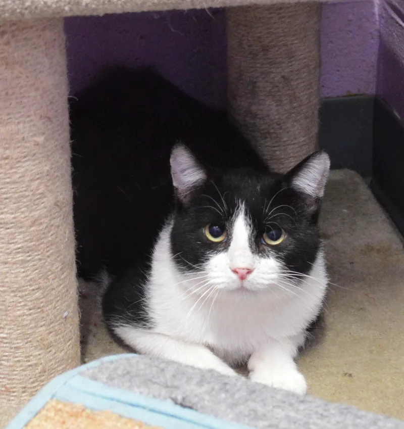 A young medium-sized male Black & White / Tuxedo Domestic Short Hair cat named The Chariot for adoption in House Springs, MO