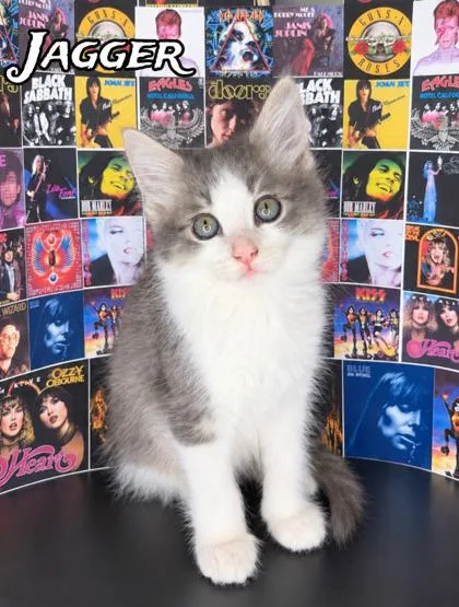 A baby small-sized male Domestic Medium Hair cat named Jagger for adoption in Morton Grove, IL