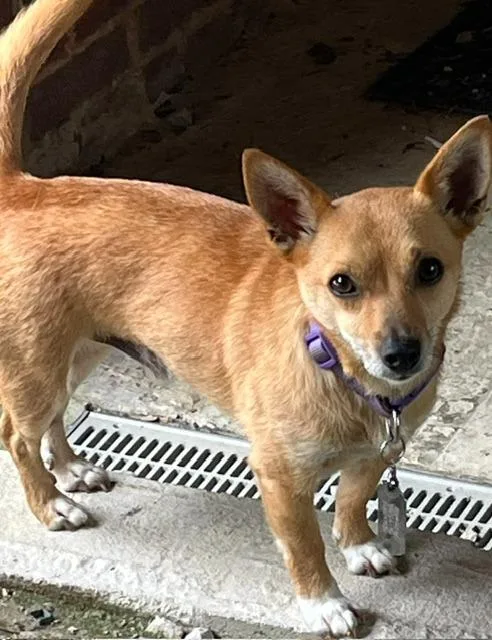 An adult small-sized male Chihuahua dog named Peanut for adoption in Manchester, TN