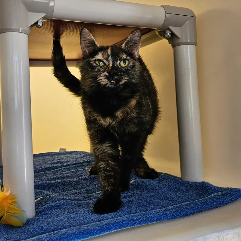A young medium-sized female Tortoiseshell Domestic Short Hair cat named Jenna for adoption in Harrisonburg, VA