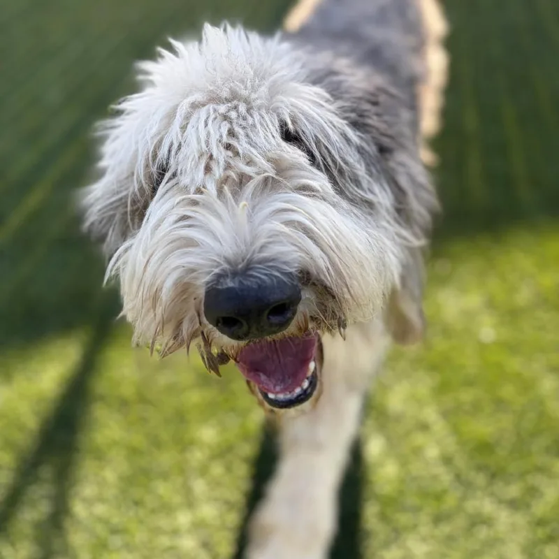 An adult extra large-sized male Gray / Blue / Silver Sheep Dog named Pluto for adoption in Sonoma, CA
