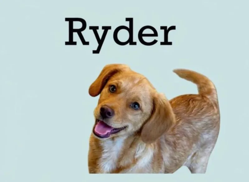 Ryder thumbnail 2