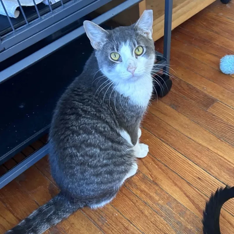 An adult medium-sized male Gray & White Domestic Short Hair cat named Douglas for adoption in Huntington, NY