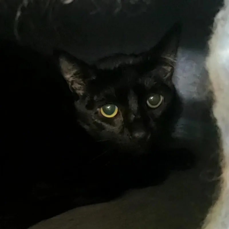 An adult small-sized female Black Domestic Short Hair cat named Queenie for adoption in Hemet, CA
