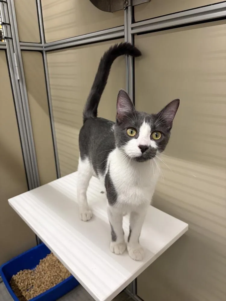 A baby small-sized male Domestic Short Hair cat named Treat for adoption in Thornton, CO