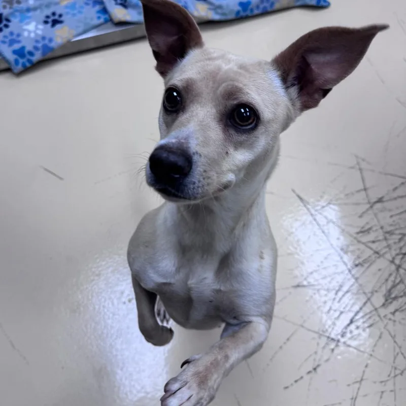 An adult small-sized female Yellow / Tan / Blond / Fawn Mixed Breed dog named Ghost for adoption in Winston-Salem, NC