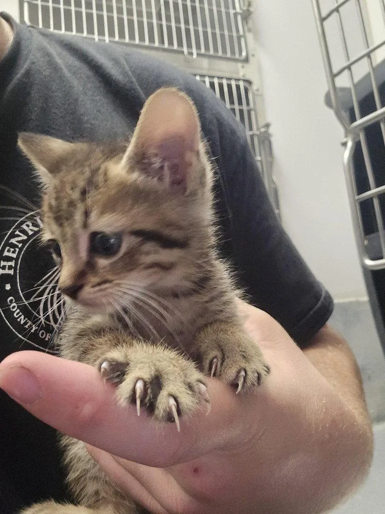 A baby small-sized female Domestic Short Hair cat named FC Rhubarb Cobbler for adoption in Glen Allen, VA